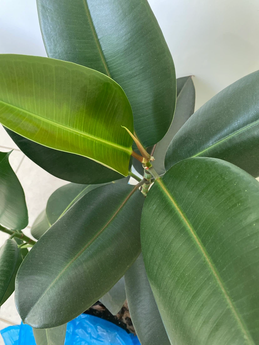 2 Rubber Plants  (Ficus elastica) - photo 4