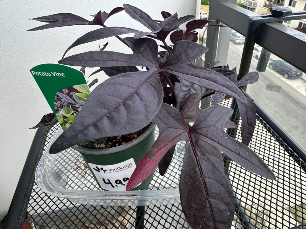 Potato vine