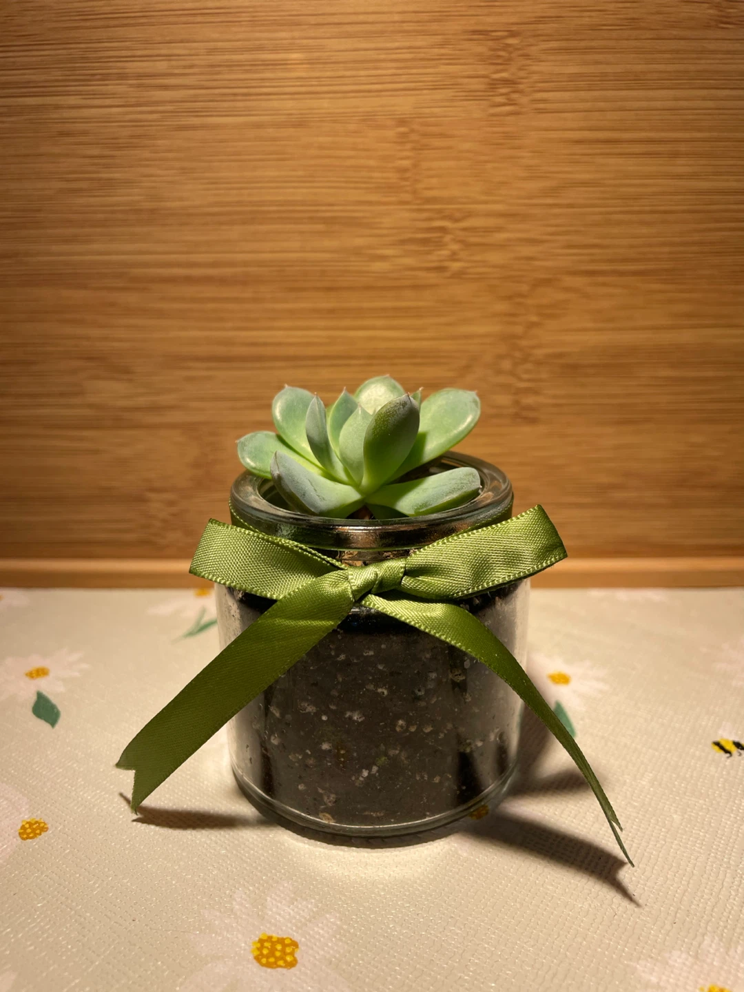 Succulent in a jar