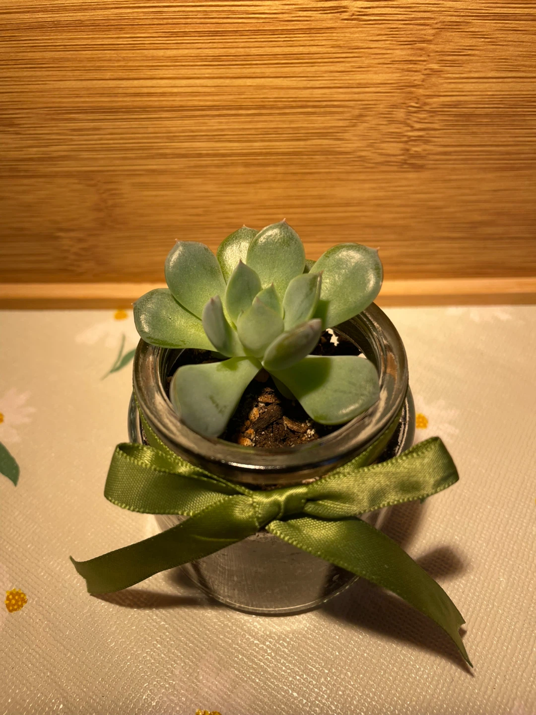 Succulent in a jar - photo 2