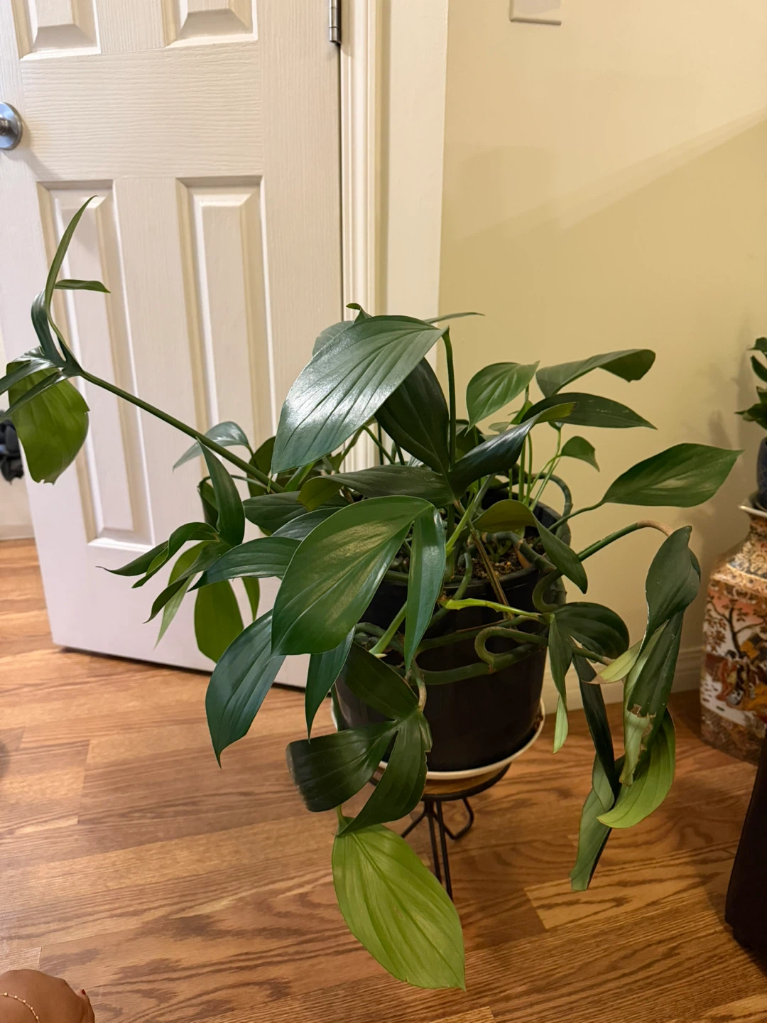 Very healthy Philodendron Potted Plant