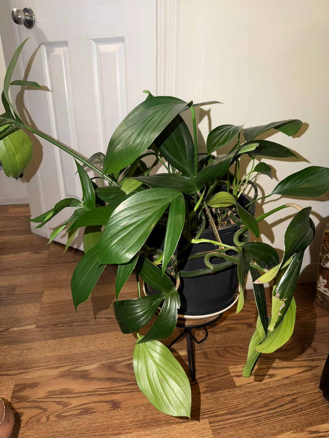 Very healthy Philodendron Potted Plant - photo 2