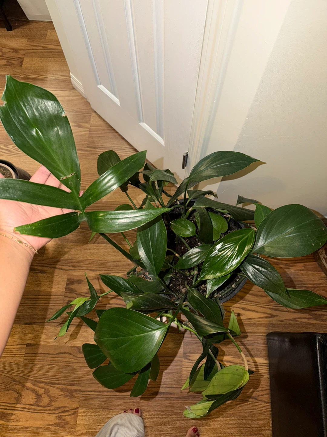 Very healthy Philodendron Potted Plant - photo 3
