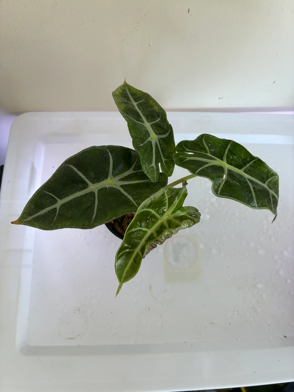 Alocasia Polly Elephant Ear Plant