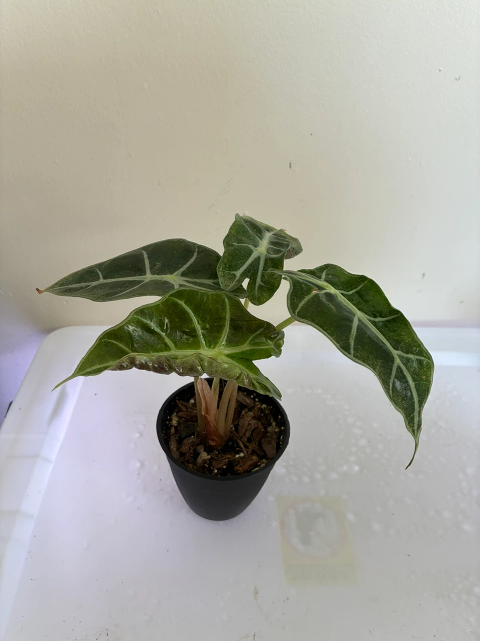 Alocasia Polly Elephant Ear Plant - photo 2