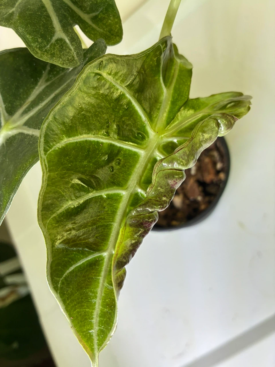 Alocasia Polly Elephant Ear Plant - photo 3