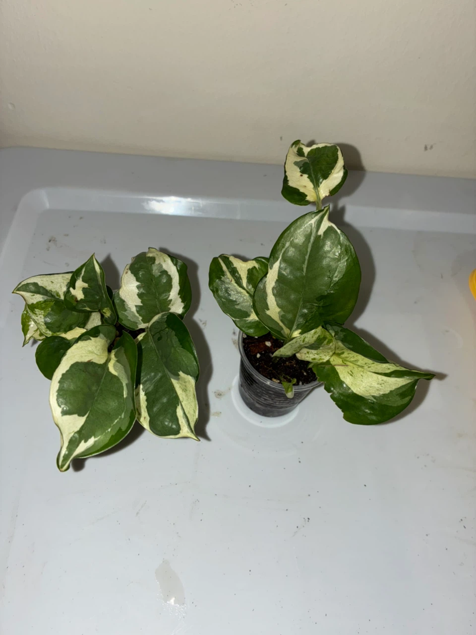 N’Joy Pothos Plant - photo 3