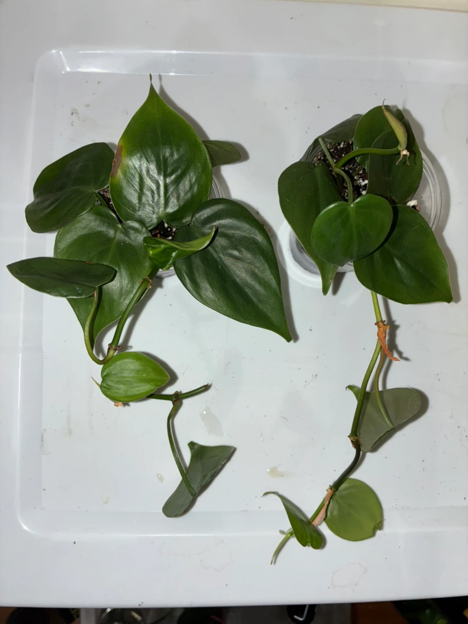 Two Philodendron Heartleaf Cuttings