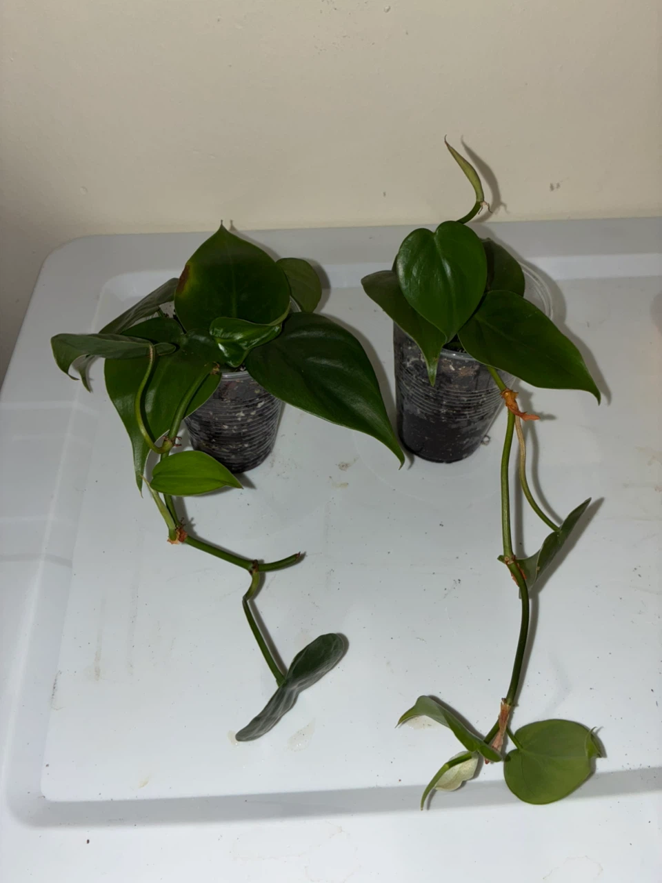 Two Philodendron Heartleaf Cuttings - photo 2