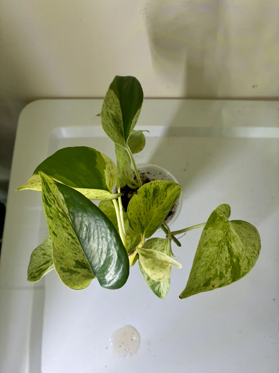 Snow Queen Pothos Plant $5-$10
