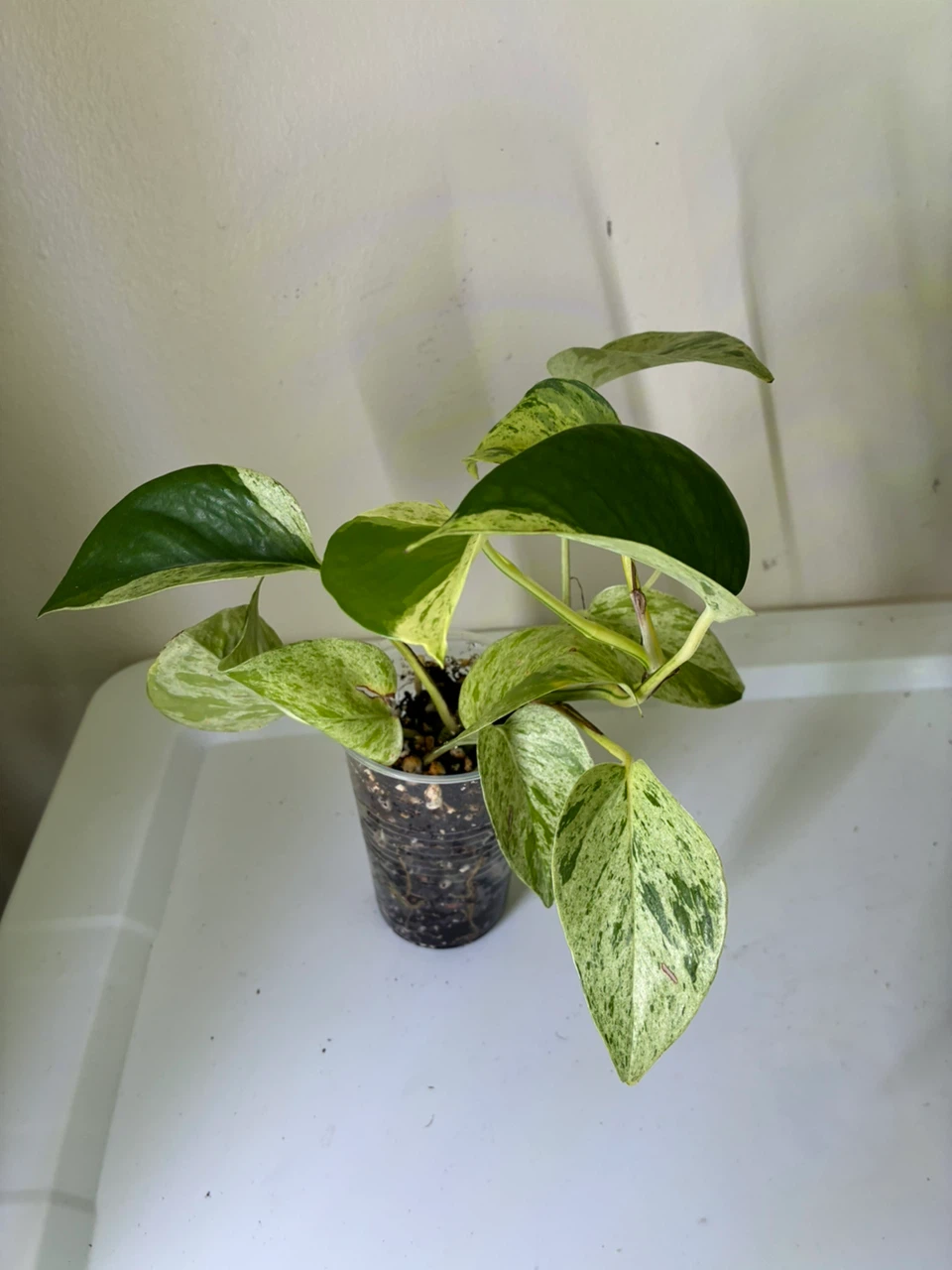 Snow Queen Pothos Plant $5-$10 - photo 2