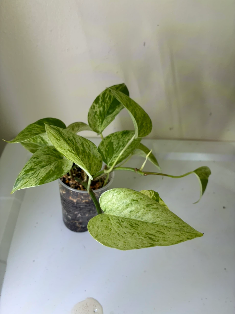Snow Queen Pothos Plant $5-$10 - photo 3