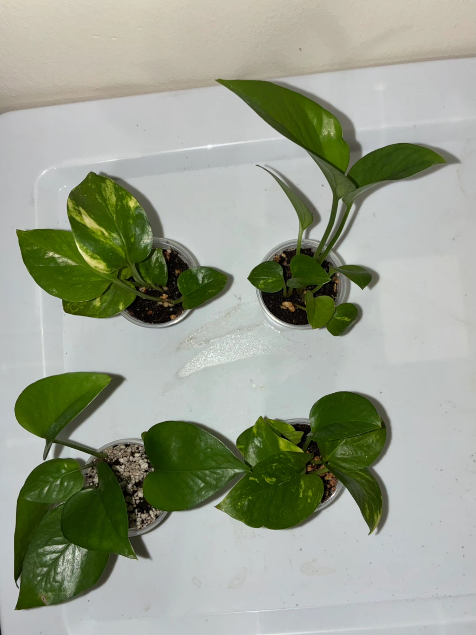 Golden & Jade Varieties Pothos