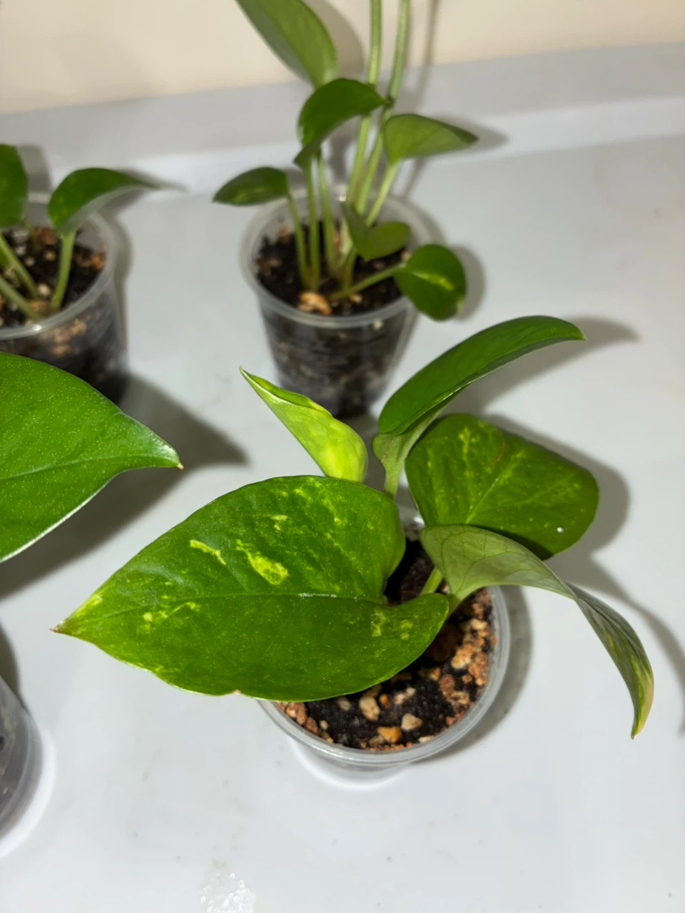 Golden & Jade Varieties Pothos - photo 2