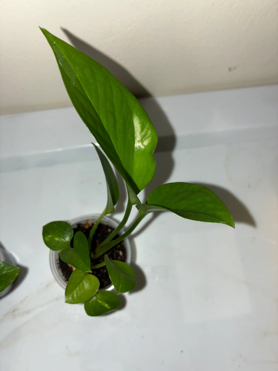 Golden & Jade Varieties Pothos - photo 3