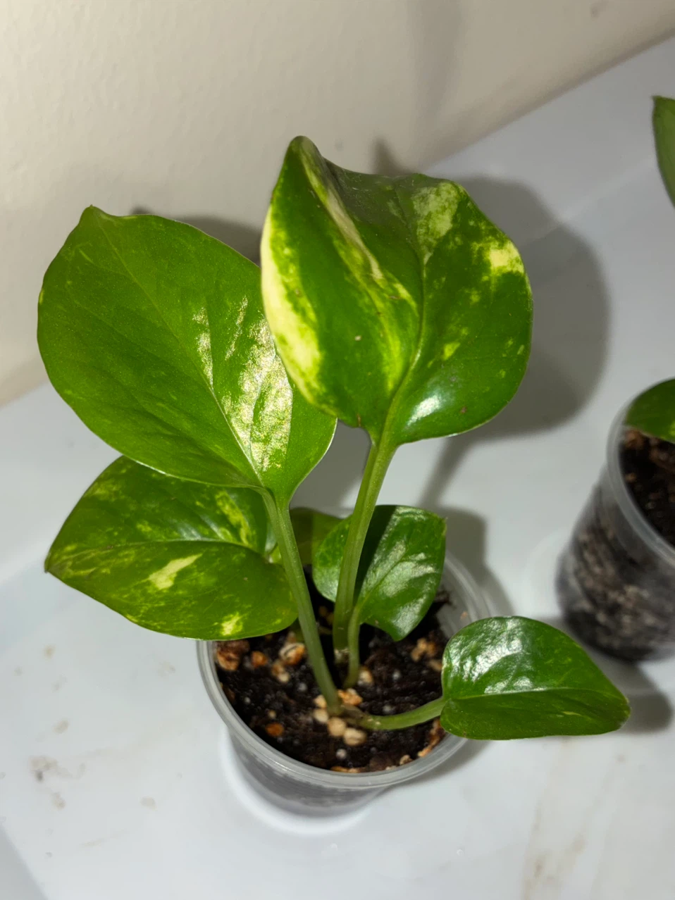 Golden & Jade Varieties Pothos - photo 4