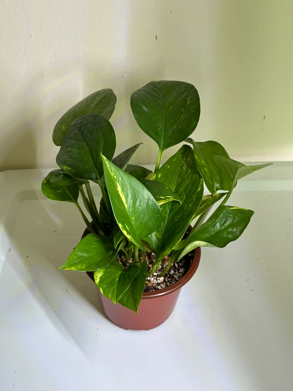 Golden and Jade Pothos Plant