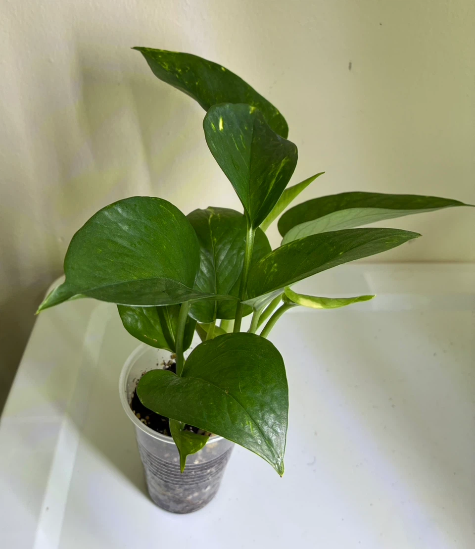 Golden and Jade Pothos Plant - photo 2