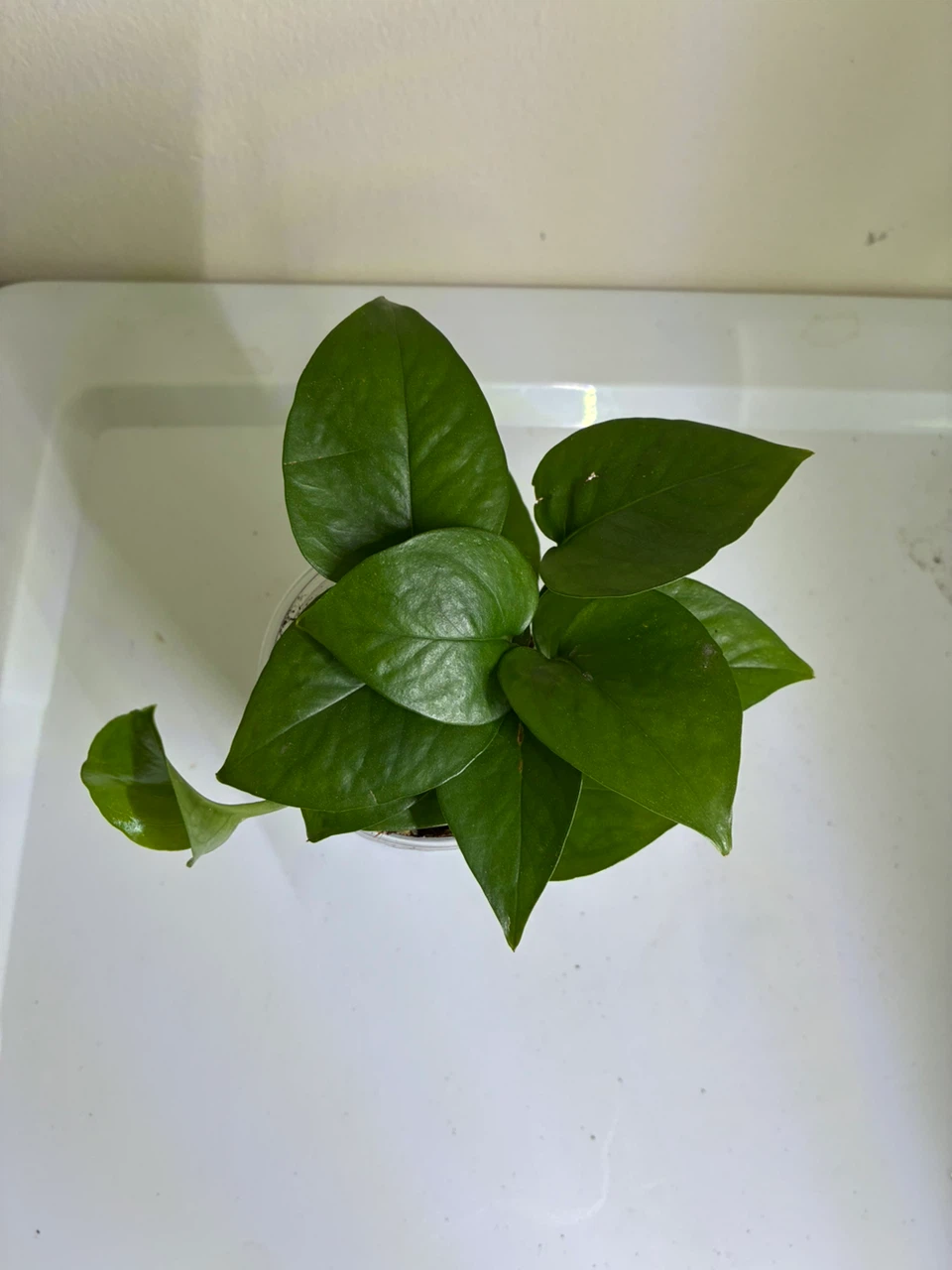 Golden and Jade Pothos Plant - photo 3