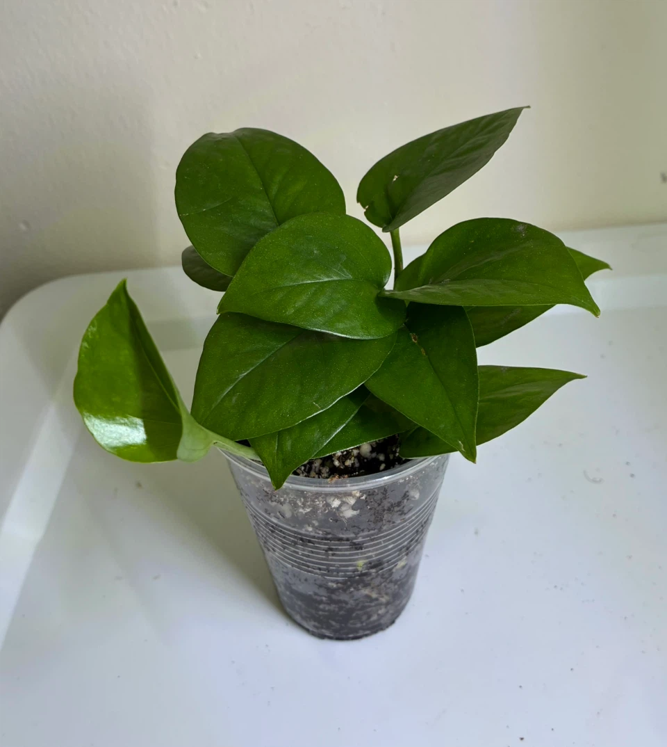 Golden and Jade Pothos Plant - photo 4