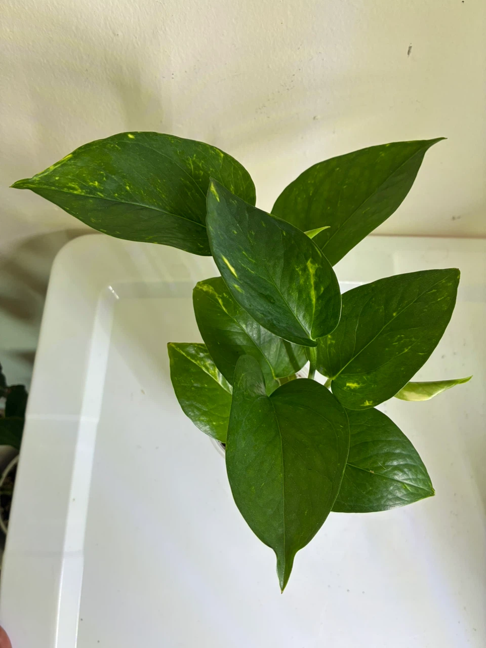 Golden and Jade Pothos Plant - photo 5