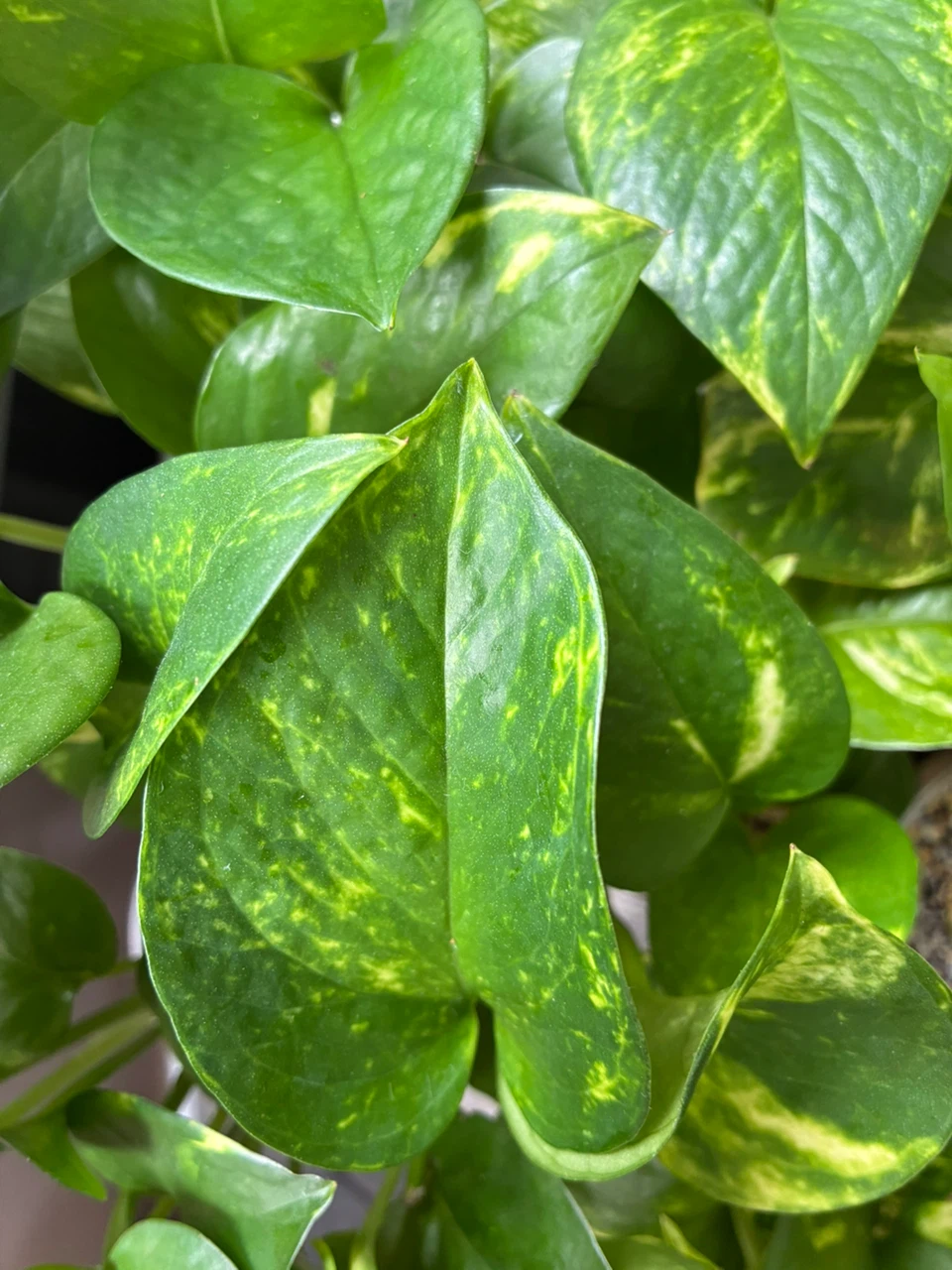 Golden and Jade Pothos Plant