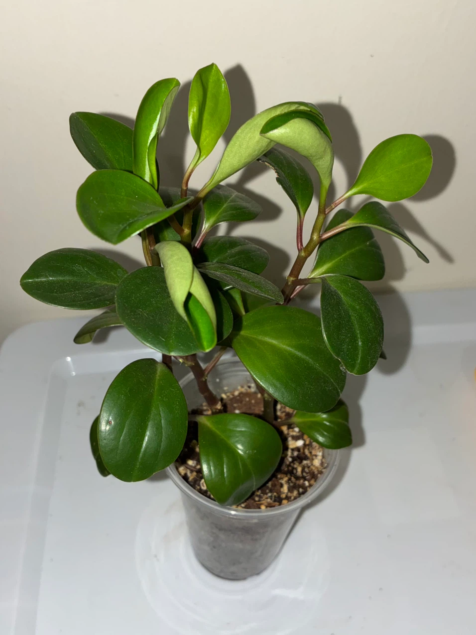 Baby Runner Plant