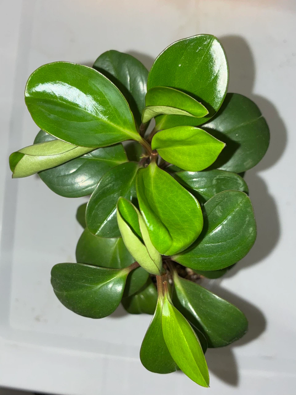 Baby Runner Plant - photo 2