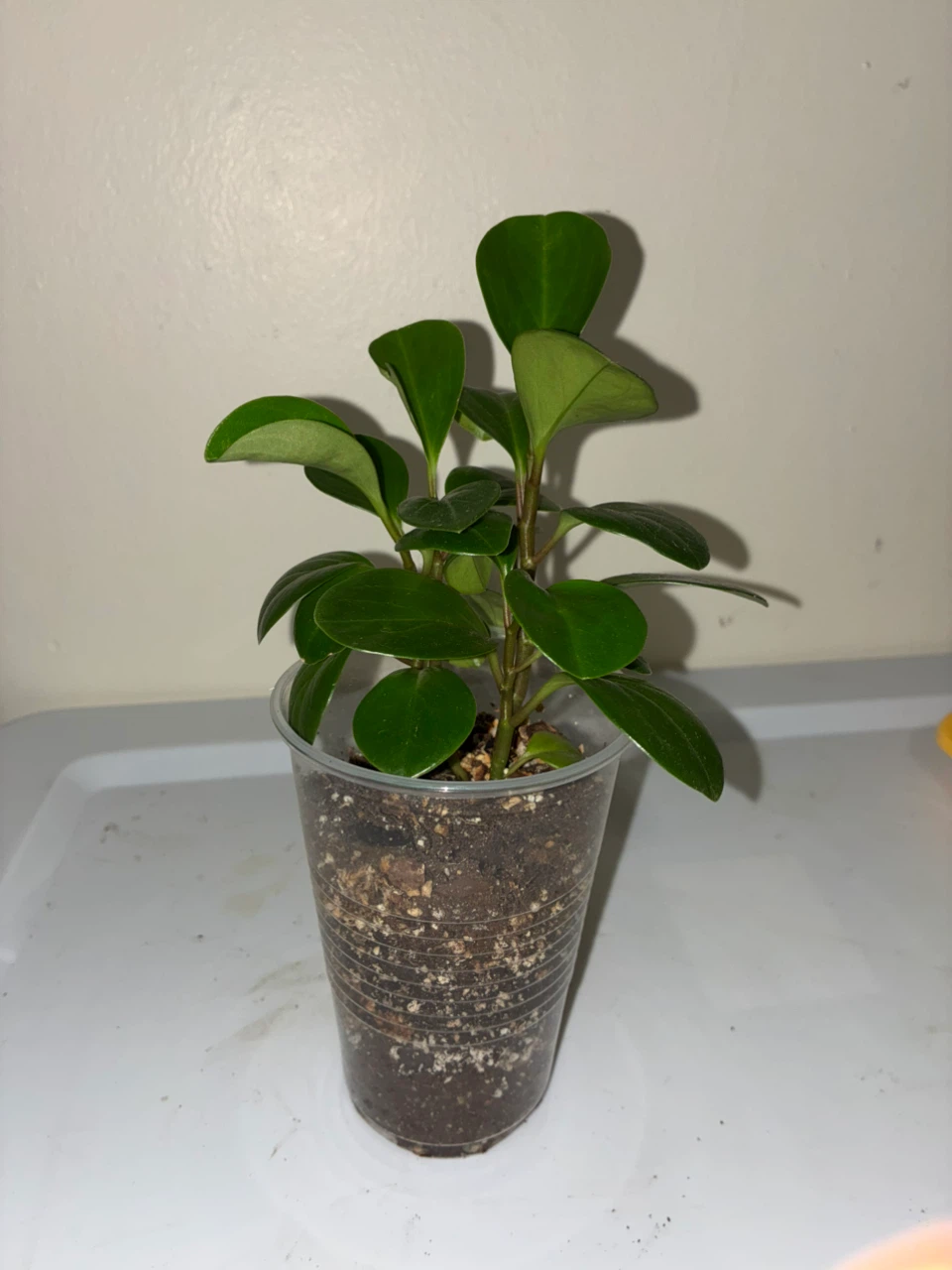 Baby Rubber Plant