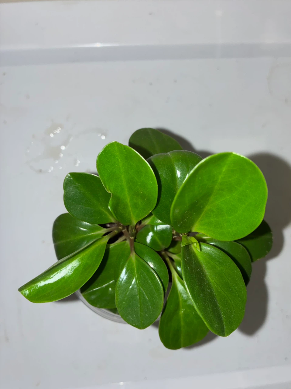 Baby Rubber Plant - photo 2