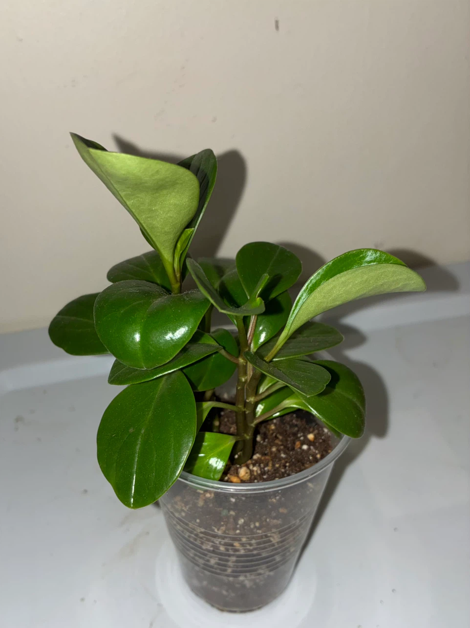 Baby Rubber Plant - photo 3