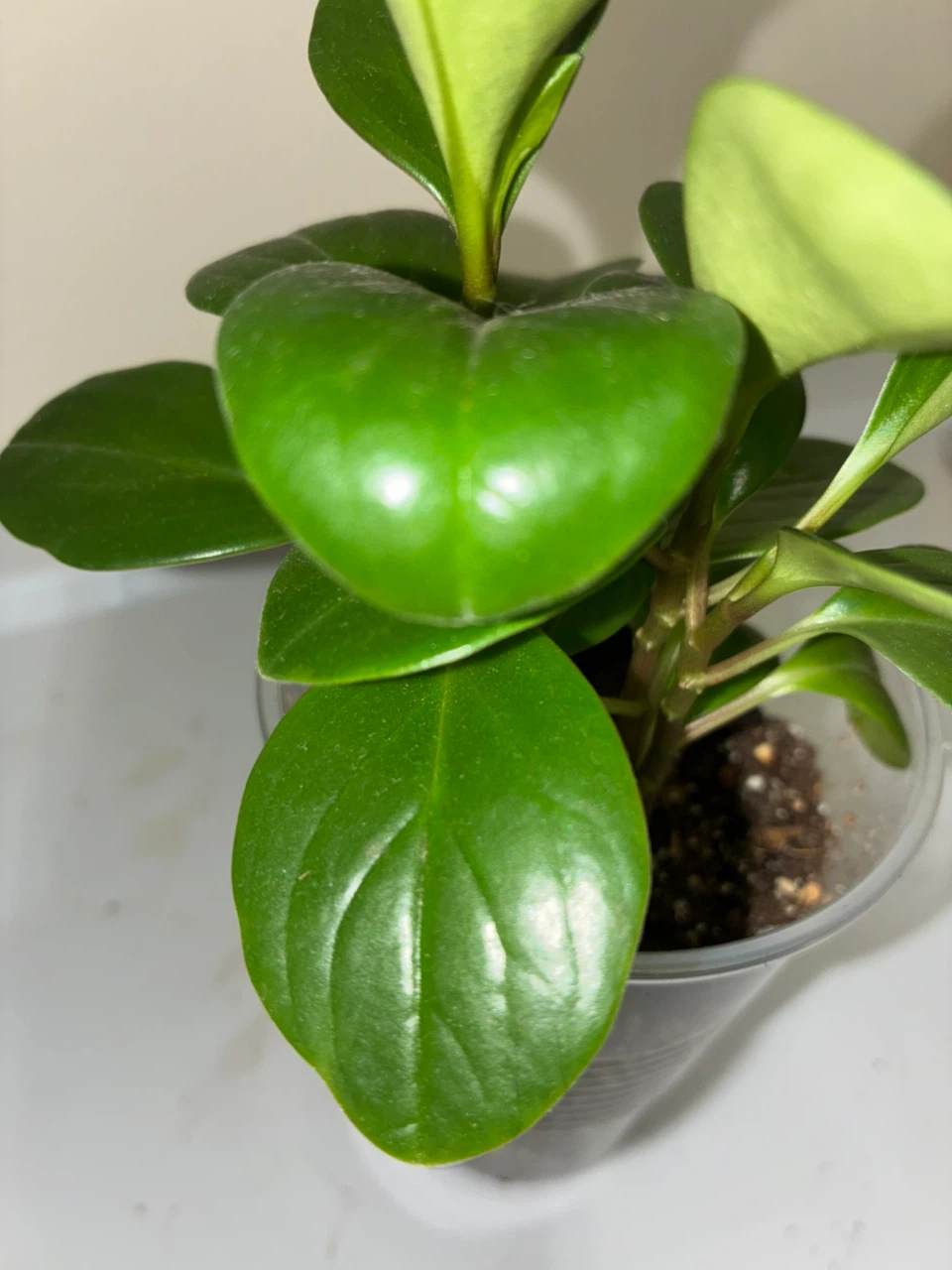 Baby Rubber Plant - photo 4