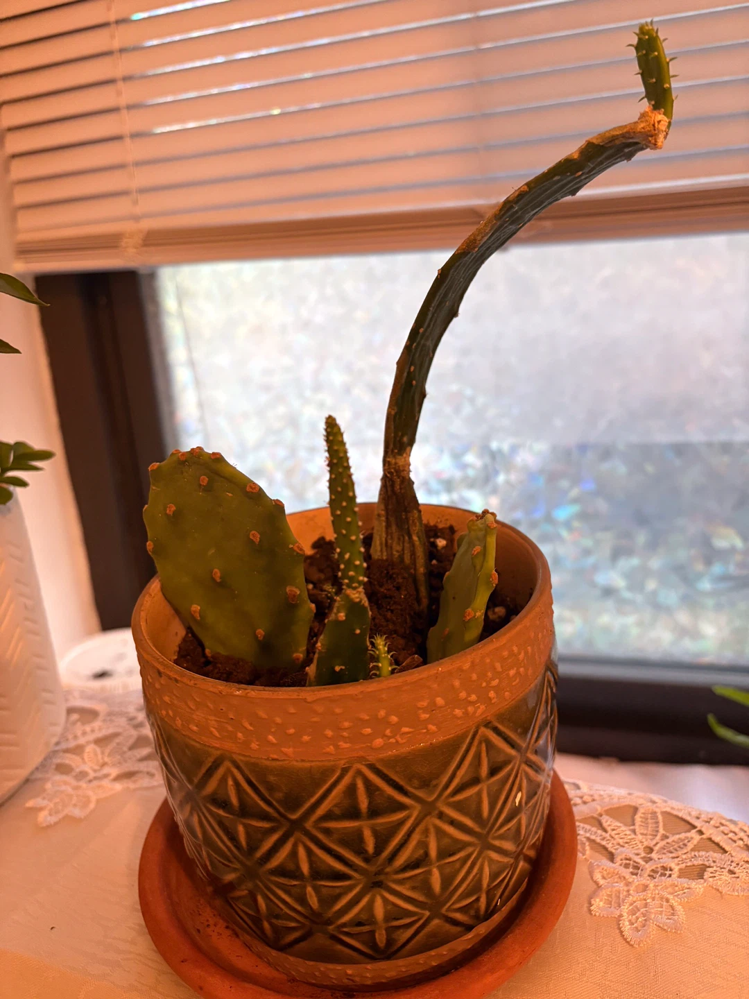 Live Potted Plants Bundle (Cactus, Aloe, ZZ Plant) - photo 2