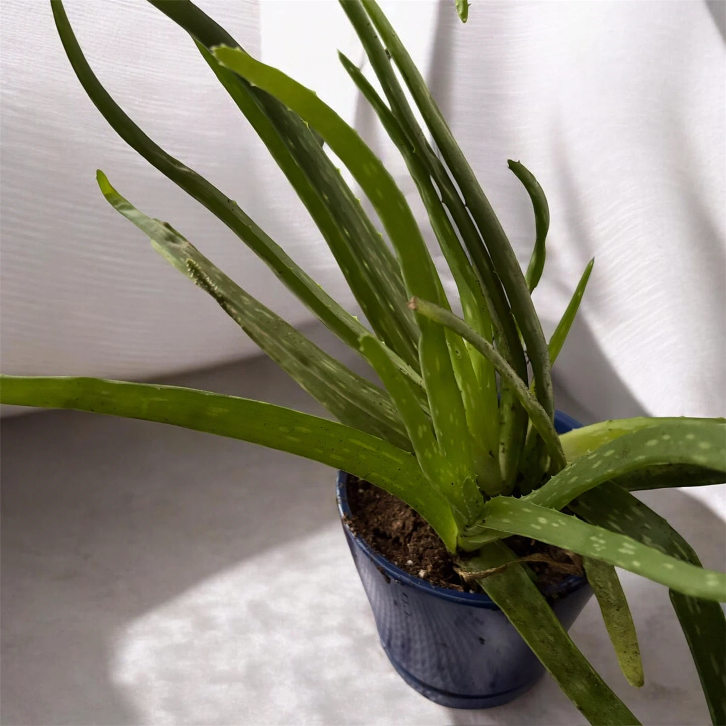 Live Potted Plants Bundle (Cactus, Aloe, ZZ Plant) - photo 4