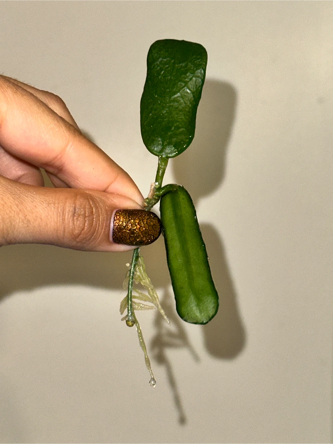 Hoya Rotundiflora Rooted Plant Cutting