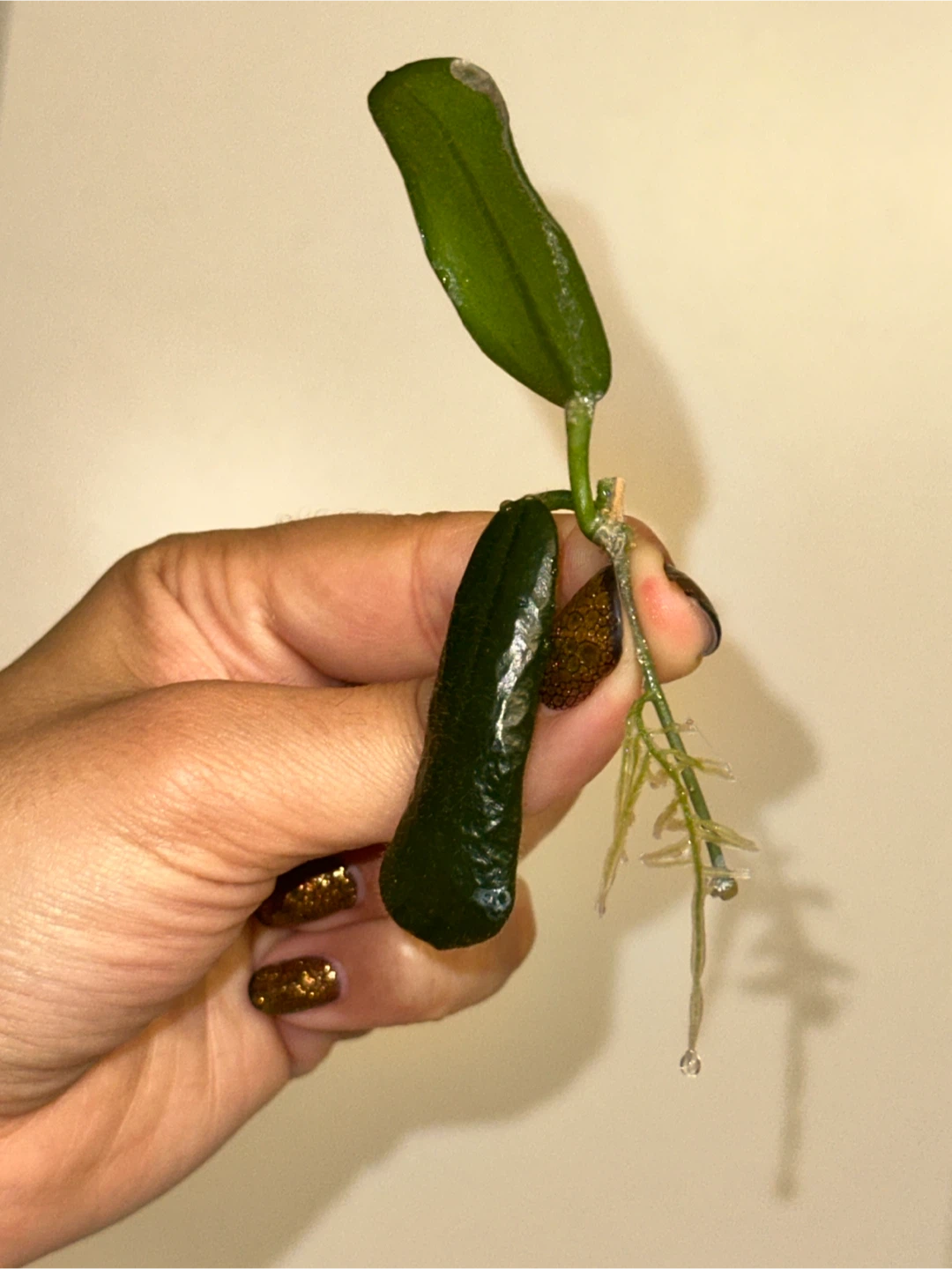 Hoya Rotundiflora Rooted Plant Cutting - photo 2
