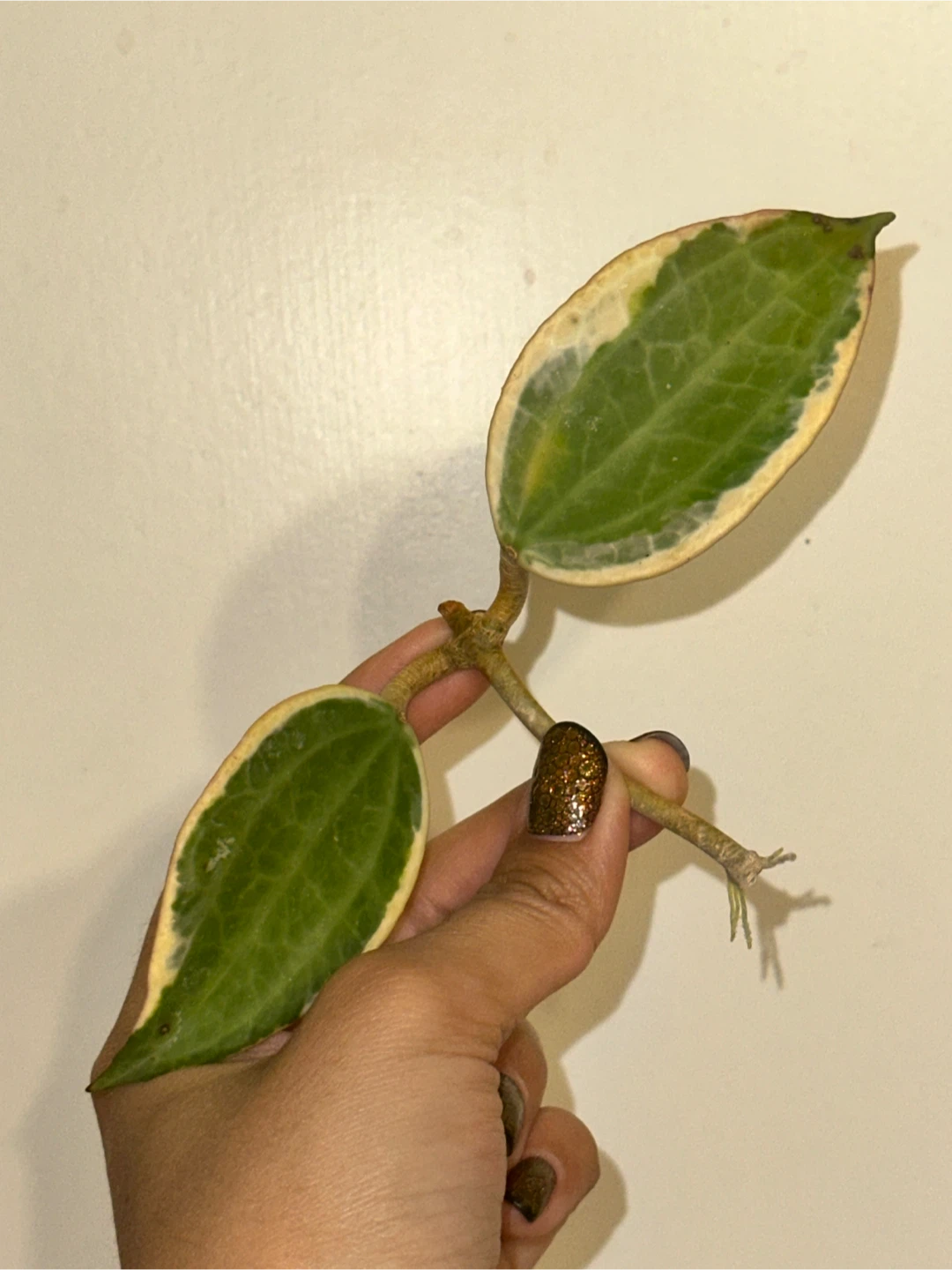 Hoya Latifolia Albomarginata Rooted Plant Cutting