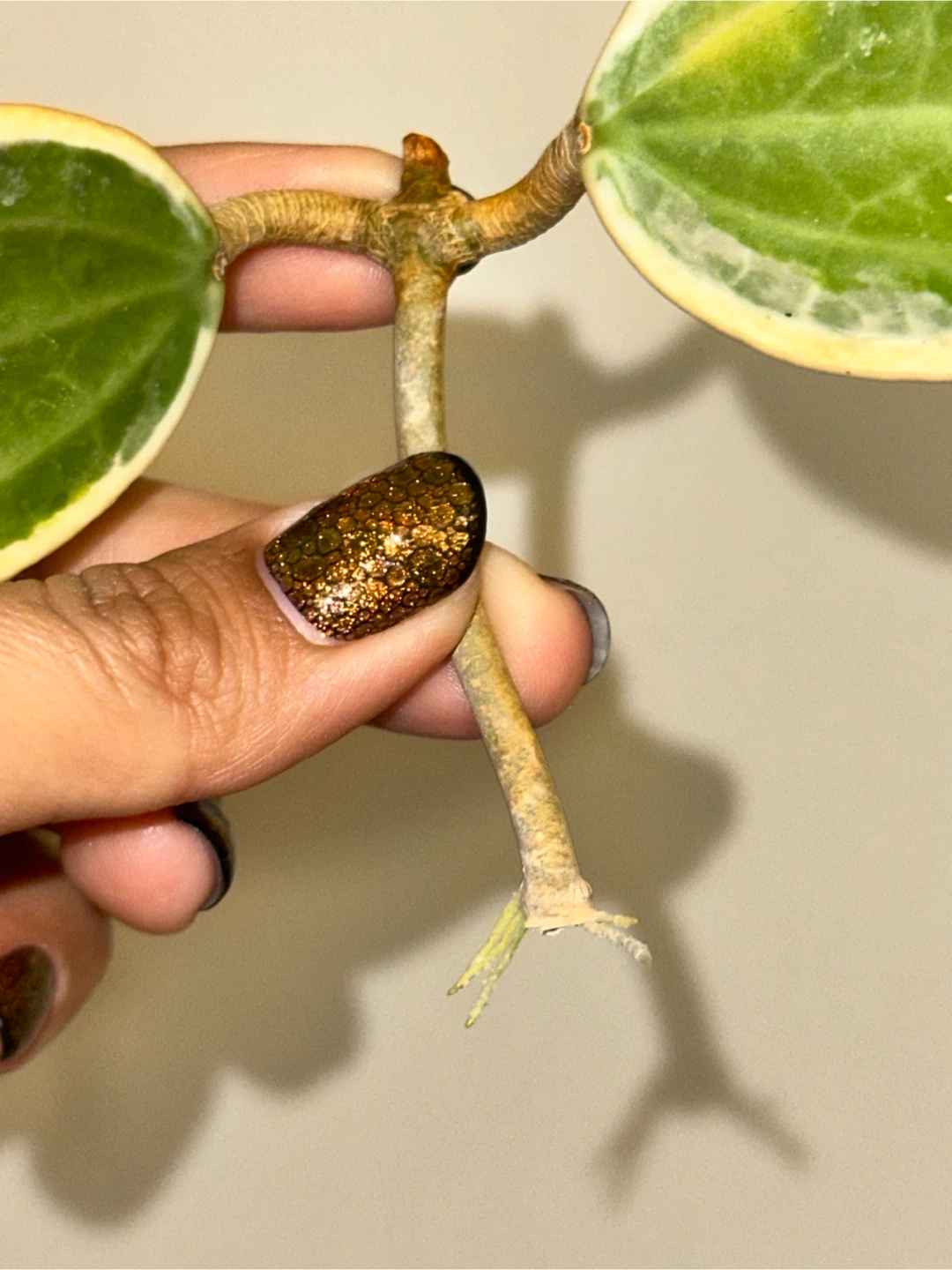 Hoya Latifolia Albomarginata Rooted Plant Cutting - photo 2