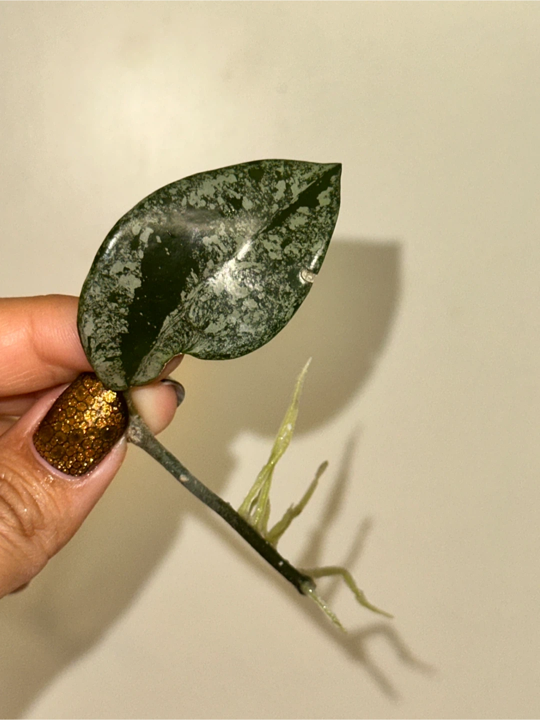 Hoya Wilbur Graves Rooted Plant Cutting