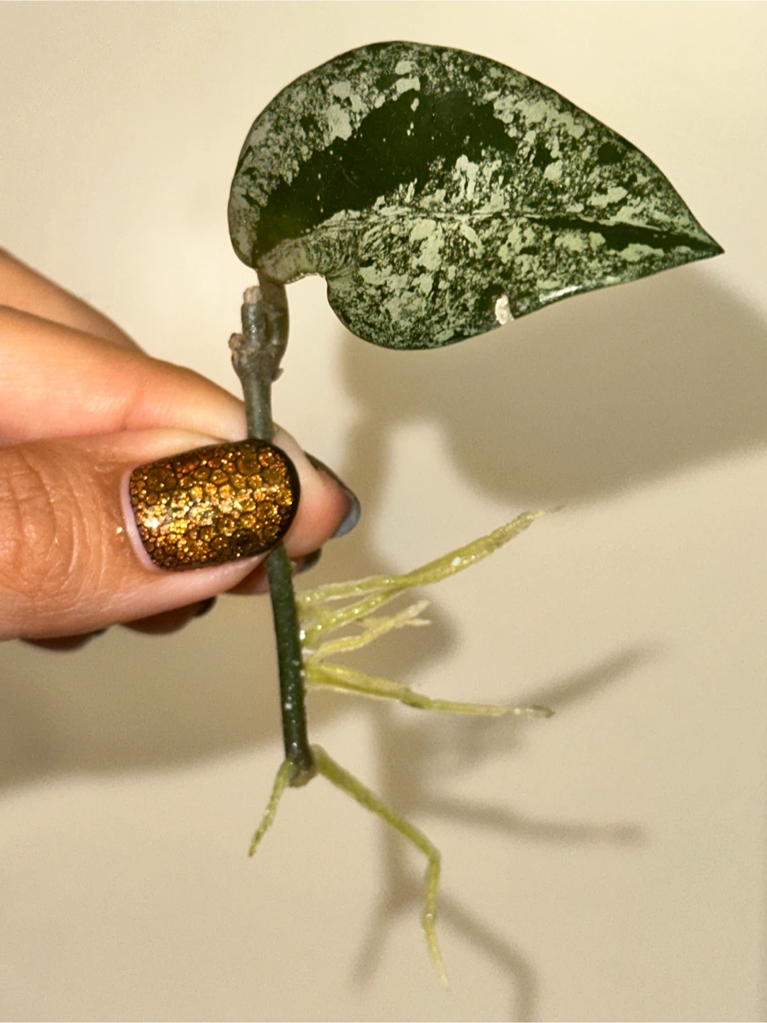 Hoya Wilbur Graves Rooted Plant Cutting - photo 2