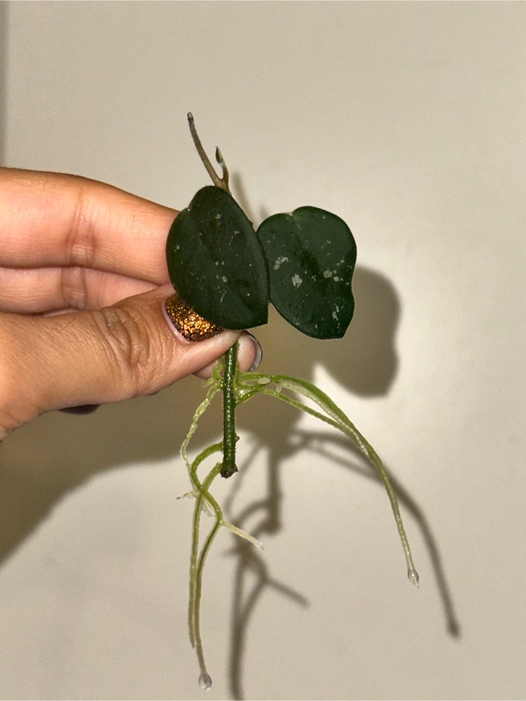Hoya Mathilde Splash Rooted Plant Cutting