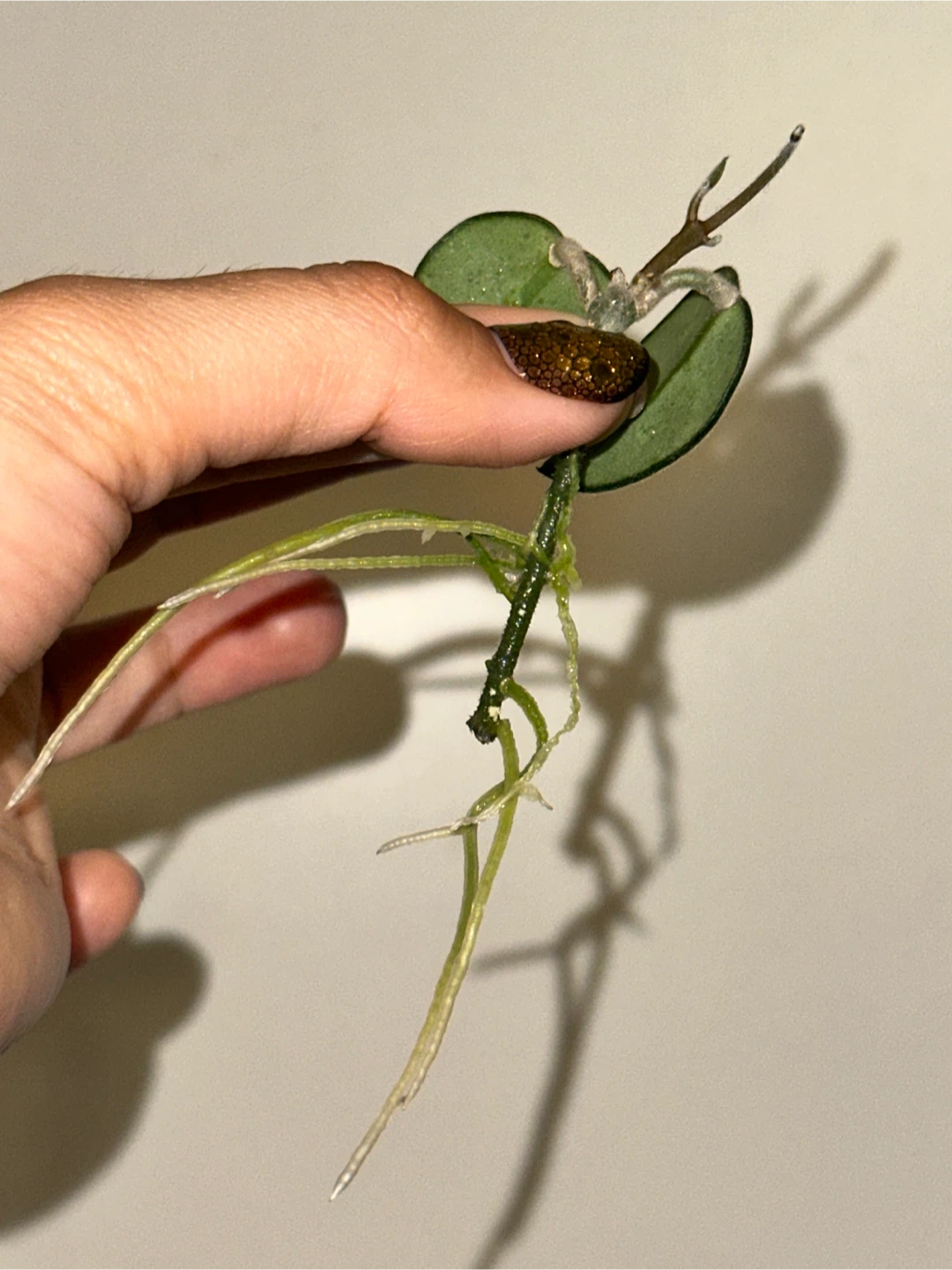 Hoya Mathilde Splash Rooted Plant Cutting - photo 2
