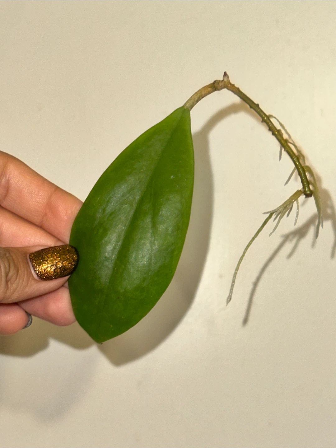 Hoya Incrassata Rooted Plant Cutting