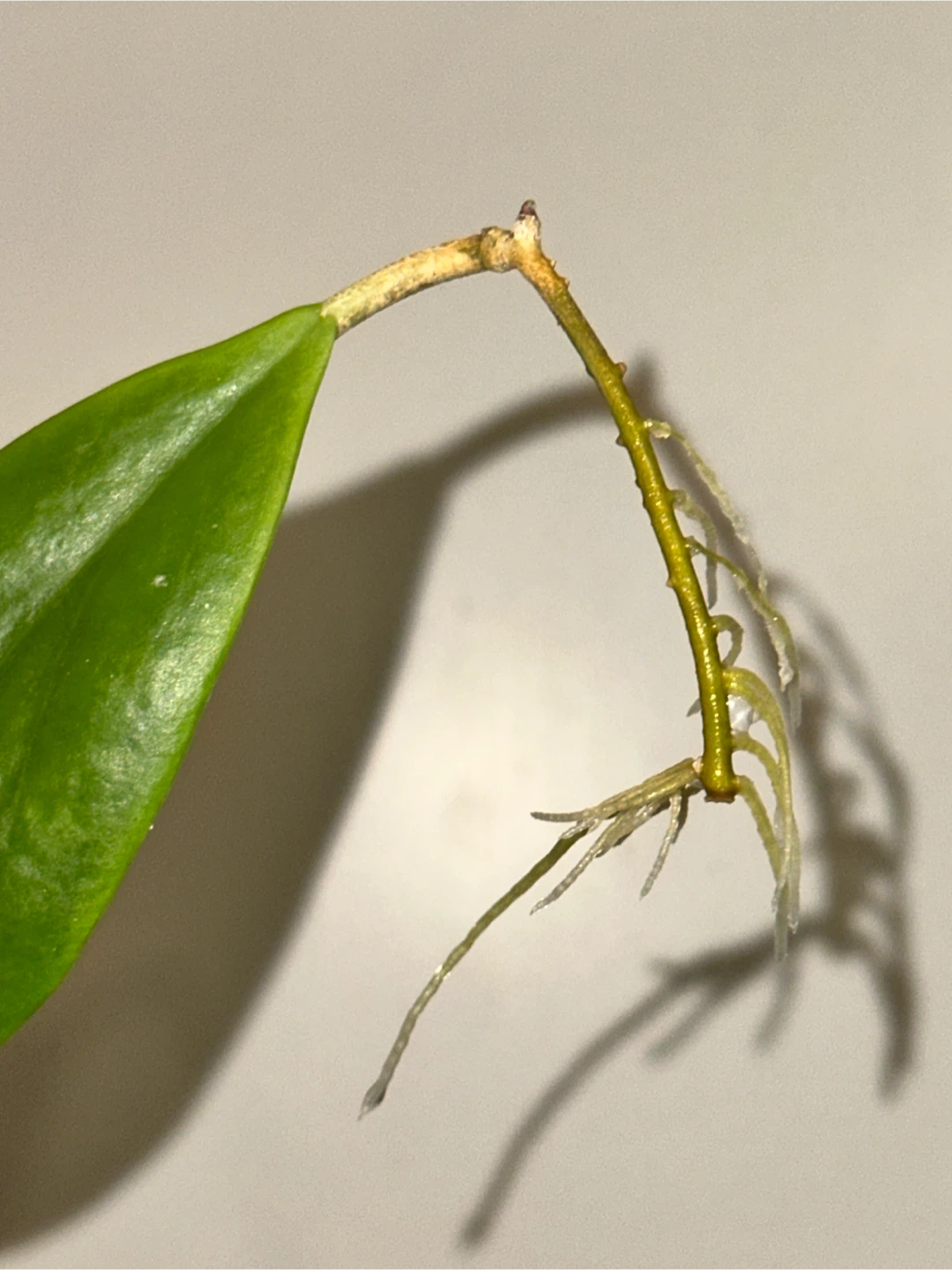 Hoya Incrassata Rooted Plant Cutting - photo 2