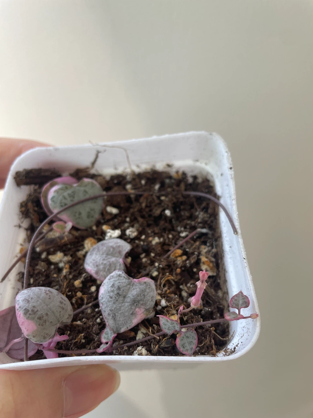 Variegated string of hearts with flowers - photo 2