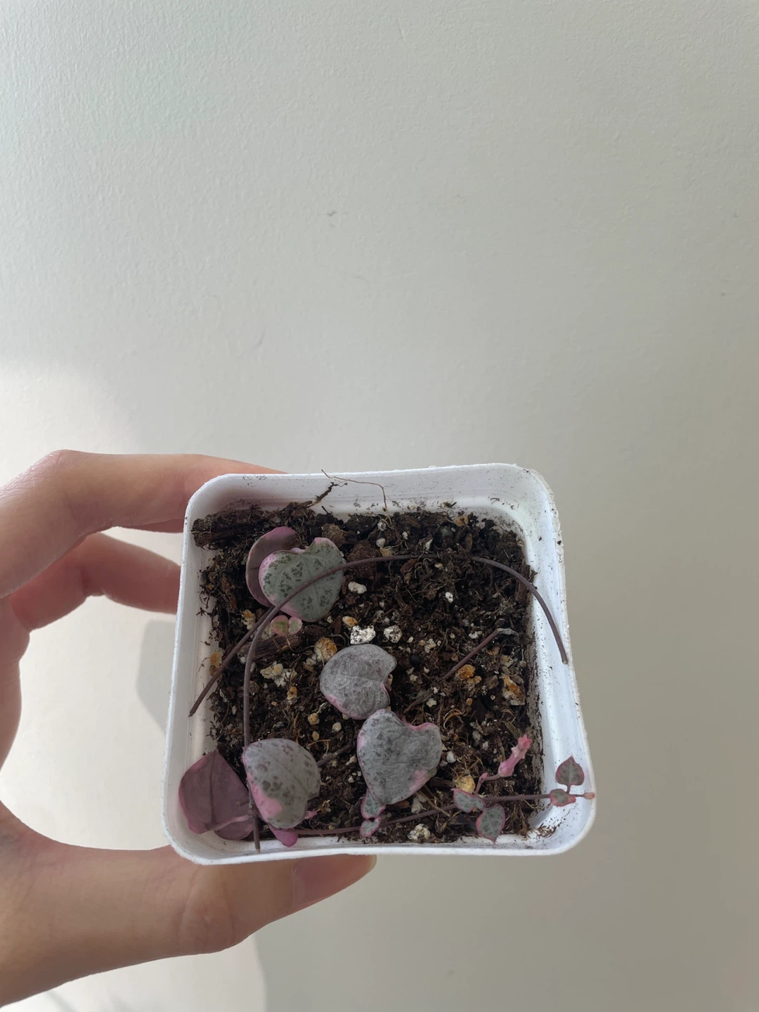 Variegated string of hearts with flowers