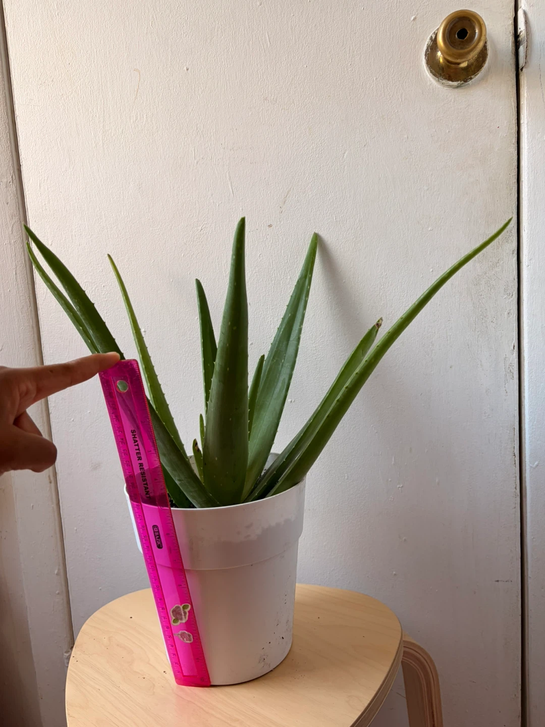 Aloe vera - photo 3