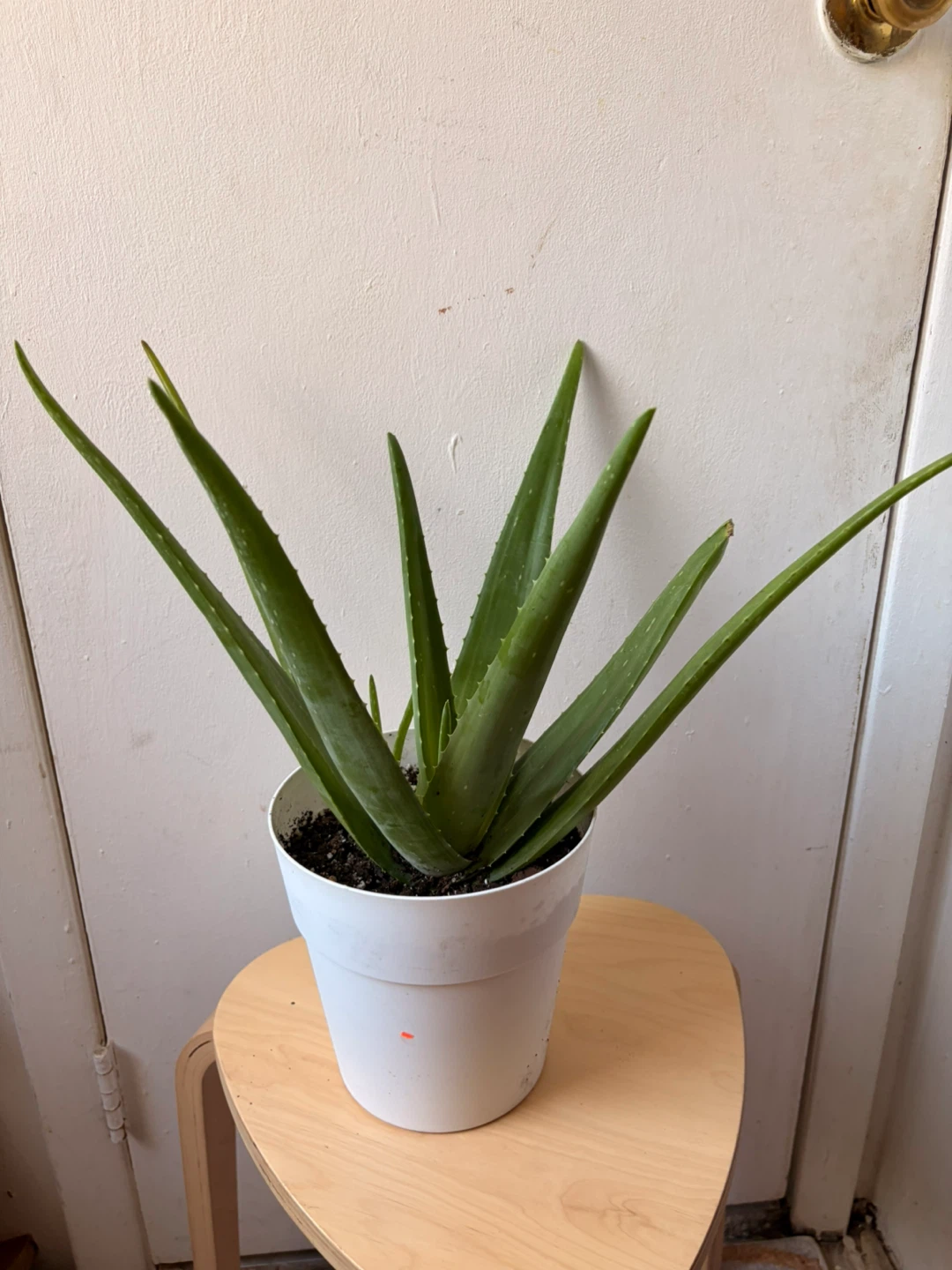 Aloe vera