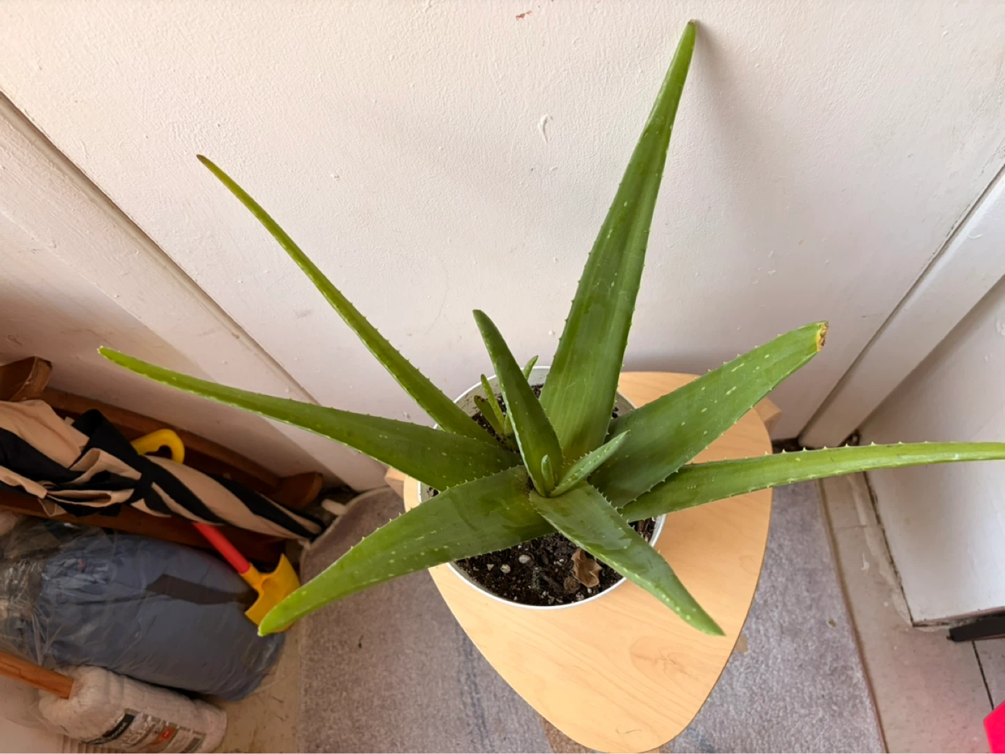 Aloe vera - photo 2