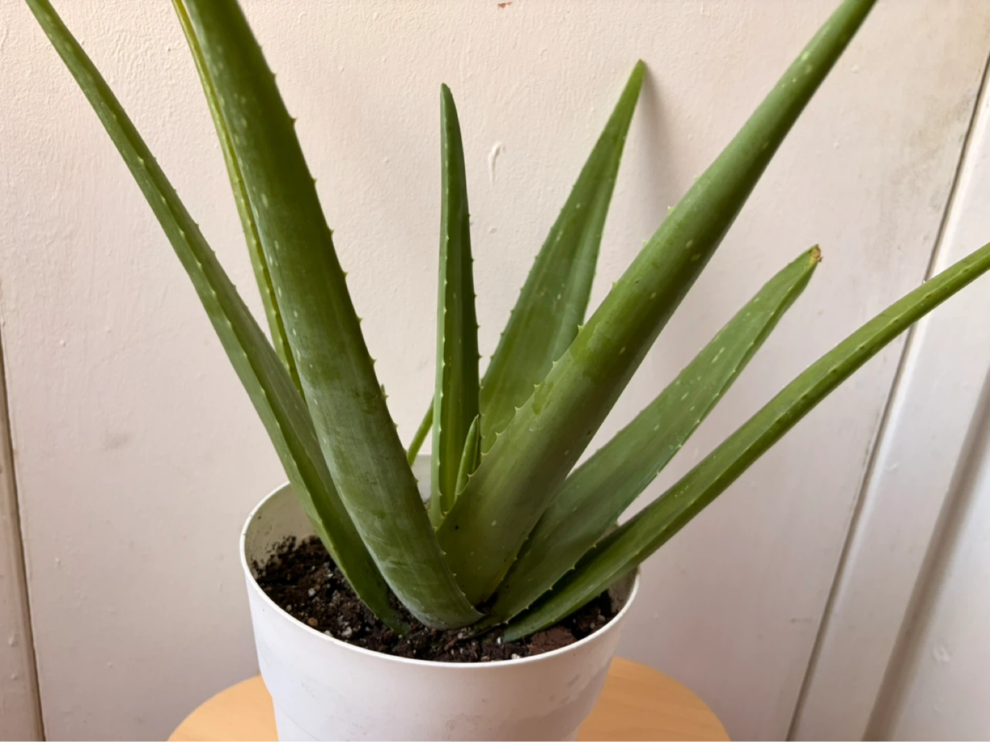 Aloe vera - photo 4